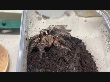 [副反応マン]タランチュラ飼育日記その３４６[いややぁ］