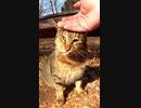 君はしまい忘れたベロをいつしまうのかな？#Shorts【野良猫】【感動猫】