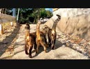 坂の上の神社に向かう仲良しキジトラ猫グループがカワイイ