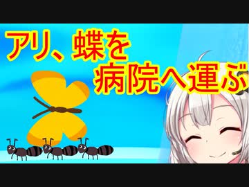【優報】アリさん、蝶さんを病院へ運ぶ
