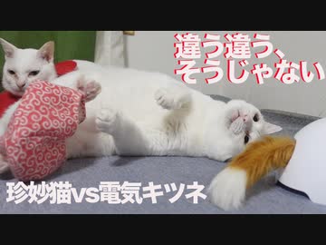 猫部屋の死闘！ウチューネコチャンvs電動キツネ