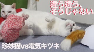 公園 猫はなぜ空中で向きを変えられる ニコニコ動画