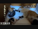 初めて耳かきするも足が届かず空振りする子猫が可愛い【生後14日目-3 赤ちゃん茶トラ】