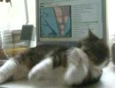 ねこと過ごすほのぼの日曜日