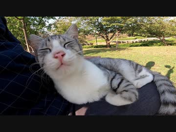 野良猫がベンチに座っていたので隣に座ったら膝の上に乗ってきた