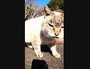 警戒心強めだがカメラのことが気になる#Shorts【野良猫】【感動猫】