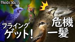 1030B②【危機一髪セキレイ捕食をモズが狙う】ヒヨドリが赤い実食べられる？ノイバラ。カラスとカルガモ求愛ダンス。渡り鳥のマガモとヒドリガモ、コガモ。　#身近な生き物語　#ヒヨドリ　#ハクセキレイ