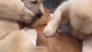 もみくちゃにされる猫