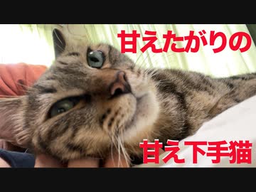 甘えたがりの甘え下手猫、添い寝の修行をする