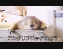１１月なのにポカポカねー　＃プレーリードック　＃動物
