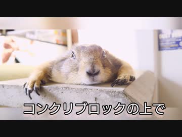 １１月なのにポカポカねー　＃プレーリードック　＃動物
