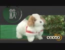 愛犬ロボ ウエライド「てつ」