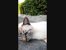 野良猫が猫語で何かを訴えてきた#Shorts【野良猫】【感動猫】