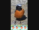 腰振り