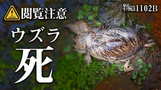 1102B閲覧注意【ウズラの死】野生?籠抜け？川に巨大な貝バカガイ。マガモのダンス、求愛？警戒？スズメの砂浴びっぽい仕草で日光浴。キセキレイの羽繕い。野鳥撮影　#身近な生き物語　#ウズラ　#マガモ