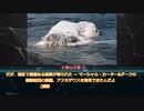 危ない生き物: トランコ！