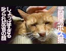 3年半迎えを待ったボス猫、叱られてしょぼくれ顔になる