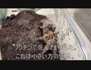 [副反応に]タランチュラ飼育日記その３４８[やられたマン］