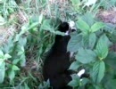 近所の野良