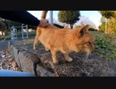 公園には余生をゆっくり過ごす老猫がいる【野良猫】【感動猫】