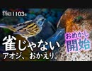 1103B【スズメ似アオジ】コガモのエクリプス換羽。カワセミが2羽。マガモが離婚?夫婦で別居。メジロかわいい。カルガモの飛翔。ヒヨドリ。ハトの水の飲み方。野鳥撮影　#身近な生き物語　#アオジ　#コガモ