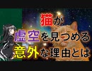 【驚愕】猫が何もない場所を見つめる衝撃の理由を解説【CoeFont解説】
