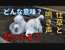 烏骨鶏の鳴き声と仕草