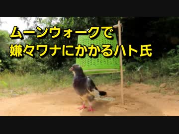 ムーンウォークで嫌々ワナにかかるハト氏