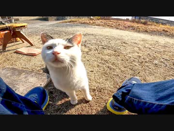 漁港にあった椅子に座っていた猫を撫でると甘えてきてカワイイ