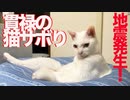 ウチューネコチャン、地震の後の貫禄の猫サボり