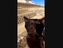 浜辺を散歩中の真っ黒猫にちょっかいをだす男#Shorts【野良猫】【感動猫】