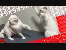 【猫】オラオラオラオラ無駄無駄無駄無駄、2021年秋