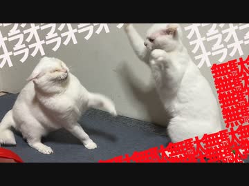 【猫】オラオラオラオラ無駄無駄無駄無駄、2021年秋