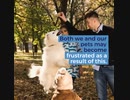 The significance of dog training