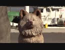 “不細工だけどかわいい”秋田犬「わさお」 銅像の除幕式 青森