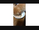 子猫を拾いました