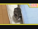 運動神経がクッソ悪い子猫ｗ【召喚獣はる】