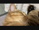 動画を更新したいのですが…