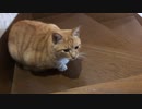 イヤホンで遊ぶ猫
