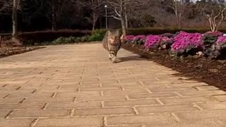 わがままボディーの猫は健やかに余生を過ごす#Shorts【野良猫】【感動猫】