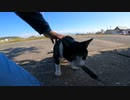猫島では日陰で秘密の猫集会が・・・【野良猫】【感動猫】