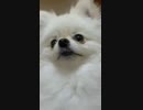 ポメラニアンぽんちゃんのご挨拶視聴して頂きありがとうございます。宜しくお願い致します。BGM作曲作成ガルロくん