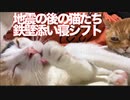 地震の後、ボス猫たちの添い寝が一変する