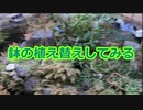 鉢の植え替えしてみる
