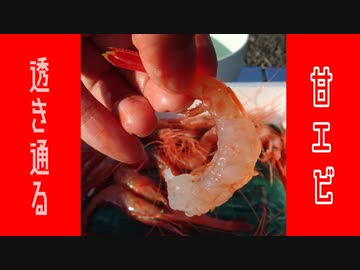 羽幌町で「透き通る身の甘海老」を料理してやるぜ！