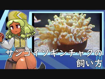 サンゴイソギンチャクの飼い方