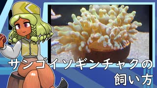 サンゴイソギンチャクの飼い方