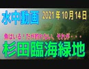 水中動画（2021年10月14日）in 杉田臨海緑地