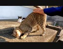 ハチワレ猫を撫でようとしたらキジトラ猫が割り込んできた