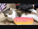 グローブ型の猫用ブラシを試してみた